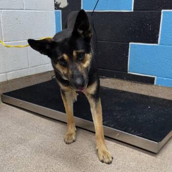 Shepherd and Australian Cattle Dog Blue Heeler Dogs Available for Adoption in Ardmore, Oklahoma - Junior | PetCurious