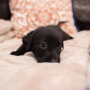 Eclipse -  Rottweiler and Black Labrador Retriever Dog for Adoption in Portland, Oregon - Eclipse | PetCurious