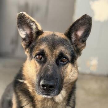 Darner -  German Shepherd Dog Dog for Adoption in Sacramento, California - Darner | PetCurious