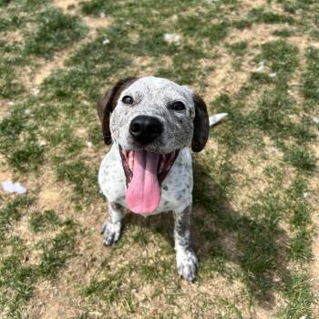 Hound Dogs Available for Adoption in Harrisonburg, Virginia - Billy Bob | PetCurious
