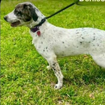 Catahoula Leopard Dog and Mixed Breed Dogs Available for Adoption in Eastford, Connecticut - CT Athena | PetCurious