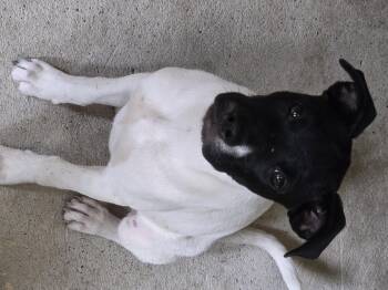 Rescue Rat Terrier and Feist Dogs for Adoption in Tylertown, Mississippi - Haddie | PetCurious