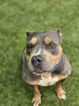 Molly -  Mixed Breed Dog Available for Adoption in Savannah, Georgia - Molly | PetCurious