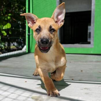 Snowcone -  Mixed Breed Dog for Adoption in Bradenton, Florida - Snowcone | PetCurious