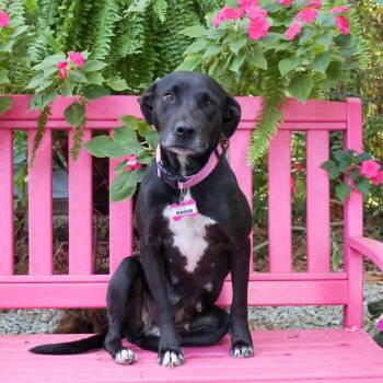 Maggie -  Labrador Retriever Dog for Adoption in Wake Forest, North Carolina - Maggie | PetCurious