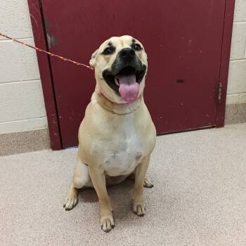 Rescue Pit Bull Terrier and Mixed Breed Dogs for Adoption in Ardmore, Oklahoma - June | PetCurious