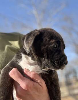 Hound and Labrador Retriever Dogs Available for Adoption - Kalani | PetCurious