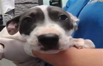 Pit Bull Terrier Dogs Available for Adoption in Tulsa, Oklahoma - GUS | PetCurious