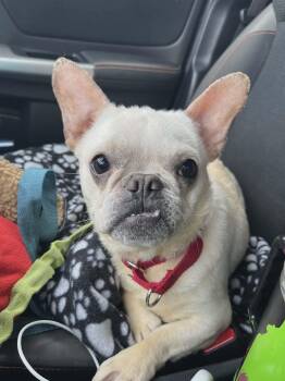French Bulldog and Mixed Breed Dogs Available for Adoption - Potato  | PetCurious