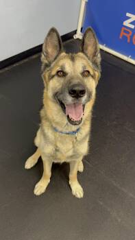 Anakin -  German Shepherd Dog Dog for Adoption in Marina Del Rey, California - Anakin | PetCurious