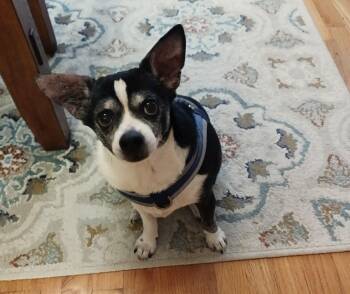 Chihuahua Dogs Available for Adoption - Nicholas | PetCurious