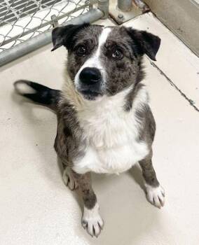 Woody -  Catahoula Leopard Dog and Border Collie Dog for Adoption in Stratham, New Hampshire - Woody | PetCurious