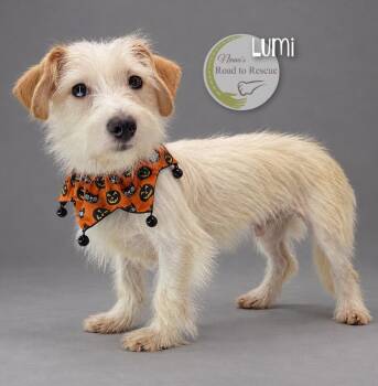 Lumi -  Maltese and Dachshund Dog for Adoption in Benton, Louisiana - Lumi | PetCurious