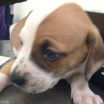 Mixed Breed Dogs Available for Adoption in Charleston, West Virginia - Sutton Aka Audie | PetCurious