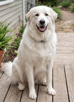 Opal -  Great Pyrenees Dog for Adoption in Crown Point, Indiana - Opal | PetCurious