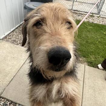 Airedale Terrier and Mixed Breed Dogs Available for Adoption in South Haven, Michigan - Buddy Dale | PetCurious