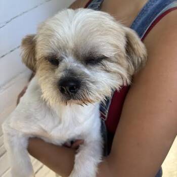Chester -  Shih Tzu and Terrier Dog for Adoption in Sonoma, California - Chester | PetCurious