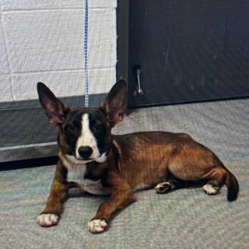 Cassius -  Mixed Breed Dog for Adoption in Buffalo, Minnesota - Cassius | PetCurious