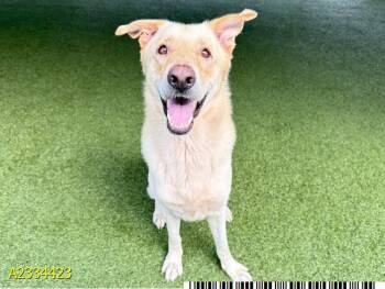 SHERLOCK BONES -  Mixed Breed Dog Available for Adoption in West Palm Beach, Florida - SHERLOCK BONES | PetCurious