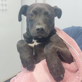 Labrador Retriever and Pointer Dogs Available for Adoption in Hattiesburg, Mississippi - Rose | PetCurious