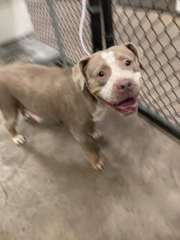 MAGENTA -  Mixed Breed Dog Available for Adoption in Dallas, Texas - MAGENTA | PetCurious