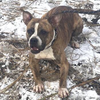 Mixed Breed Dogs Available for Adoption - Bond | PetCurious