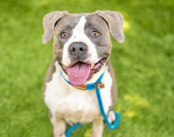 YUKON -  Pit Bull Terrier Dog for Adoption in San Jose, California - YUKON | PetCurious