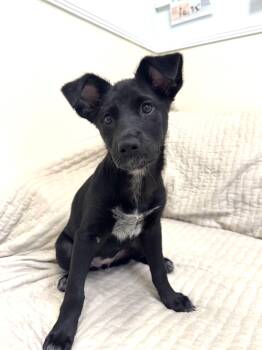 Lacy -  Labrador Retriever Dog for Adoption in Pawleys Island, South Carolina - Lacy | PetCurious