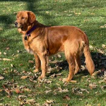 Rescue Golden Retriever Dogs for Adoption in Louisville, Kentucky - Aurum (Trace) #7379 | PetCurious