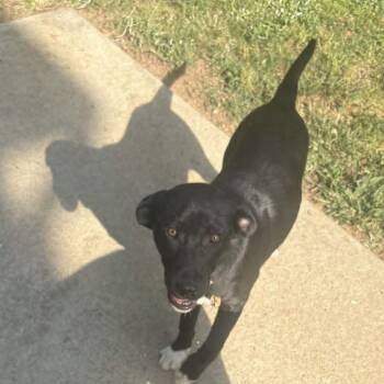 Black Labrador Retriever Dogs Available for Adoption in Wake Forest, North Carolina - Wakeboard | PetCurious