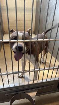 Found stray: Ozzie -  Pit Bull Terrier Dog for Adoption in Rockwall, Texas - Found Stray: Ozzie | PetCurious