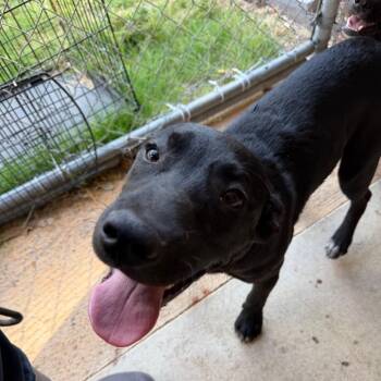 Black Labrador Retriever Dogs Available for Adoption in Birmingham, Alabama - Archer | PetCurious
