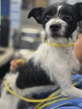Jack~FOSTER or FOSTER TO ADOPT NEEDED ~ -  Terrier Dog for Adoption in Minneapolis, Minnesota - Jack~FOSTER Or FOSTER TO ADOPT NEEDED ~ | PetCurious