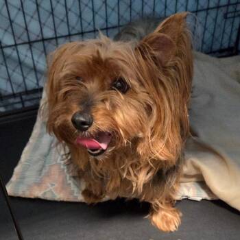 Lily -  Mixed Breed Dog for Adoption in Bismarck, North Dakota - Lily | PetCurious