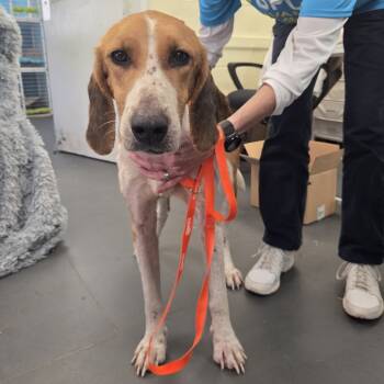 Rescue Hound Dogs for Adoption in Troy, Virginia - Rocher | PetCurious