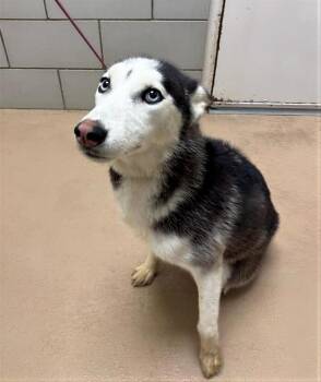 Mixed Breed Dogs Available for Adoption - Microwave | PetCurious