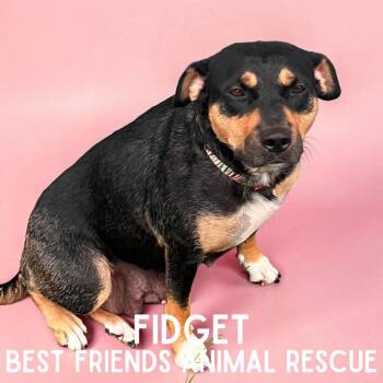 Fidget -  Rottweiler and American Bulldog Dog for Adoption in Wasilla, Alaska - Fidget | PetCurious
