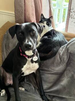 Labrador Retriever and Whippet Dogs Available for Adoption - Flora | PetCurious