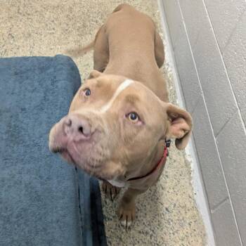 Caesar - Delta -  Pit Bull Terrier Dog for Adoption in Ridgway, Colorado - Caesar - Delta | PetCurious