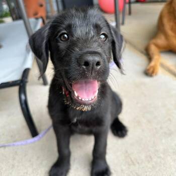 Hound Dogs Available for Adoption in Wando, South Carolina - Mabel | PetCurious