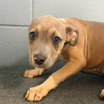 Melody -  Pit Bull Terrier Dog for Adoption in Belleville, Illinois - Melody | PetCurious