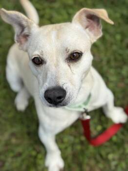 Pinto - 1 -  Parson Russell Terrier and Mixed Breed Dog for Adoption in Daytona Beach, Florida - Pinto - 1 | PetCurious