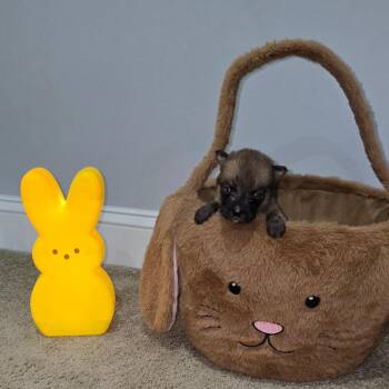 Husky Dogs Available for Adoption in Aberdeen, North Carolina - Toto | PetCurious