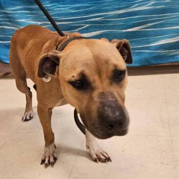 Mixed Breed Dogs Available for Adoption in Lake Panasoffkee, Florida - Fiona | PetCurious