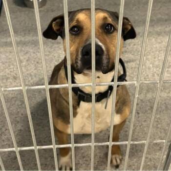 SKEETER  Available NOW - ADOPTION or RESCUE! -  Mixed Breed Dog Available for Adoption in Nashville, North Carolina - SKEETER  Available NOW - ADOPTION Or RESCUE! | PetCurious