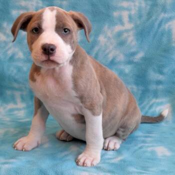 Jasper -  Mixed Breed Dog Available for Adoption in Eureka, California - Jasper | PetCurious
