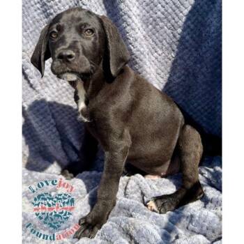 German Shorthaired Pointer and Cane Corso Dogs Available for Adoption in Inglewood, California - Saint Joseph Litter-Sully COH | PetCurious