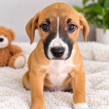Hannah -  Mixed Breed Dog for Adoption in Hopkinton, Massachusetts - Hannah | PetCurious