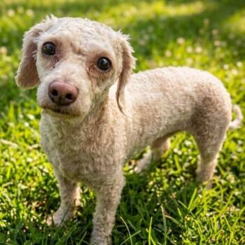 Highway 5020 -  Miniature Poodle Dog for Adoption in Boca Raton, Florida - Highway 5020 | PetCurious