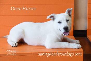 Ororo Munroe -  Husky and Australian Kelpie Dog for Adoption in Topeka, Kansas - Ororo Munroe | PetCurious